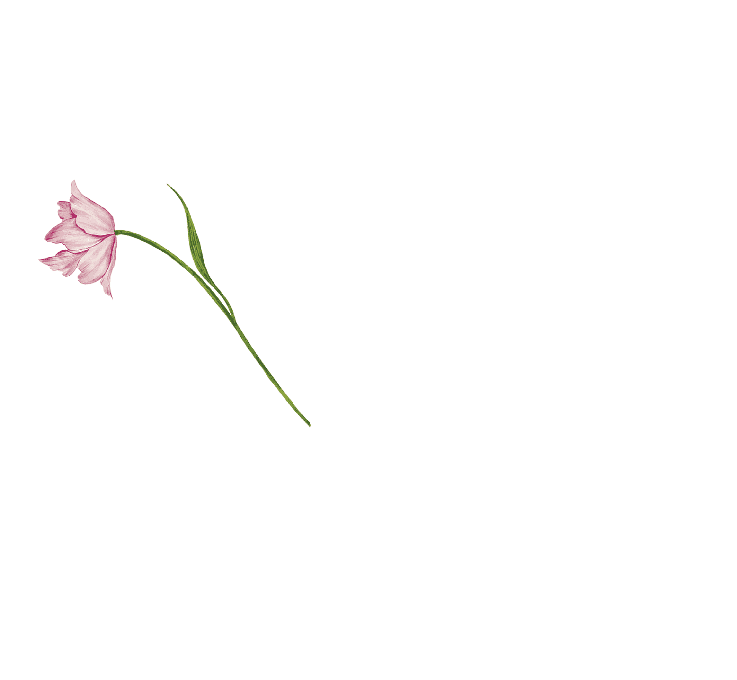flower in bouquet